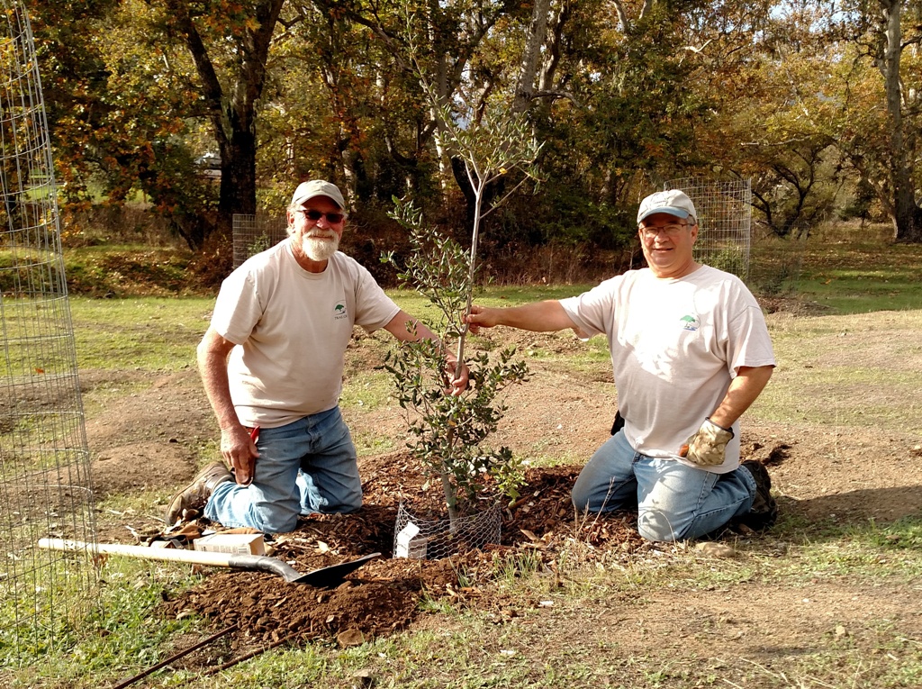 Cory and Mike putting a Live Oak into place.